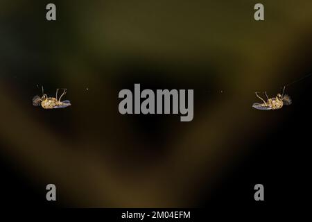 Midges adultes non mortiches de la famille des Chironomidés Banque D'Images