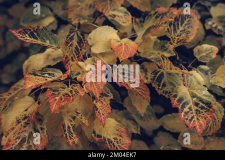 Beauté des feuilles d'Acer tataricum à l'automne Banque D'Images