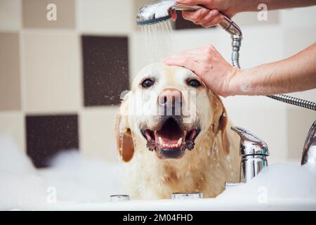 Un chien prend un bain dans la salle de bains. La joie de retriever du labrador à la maison. Banque D'Images