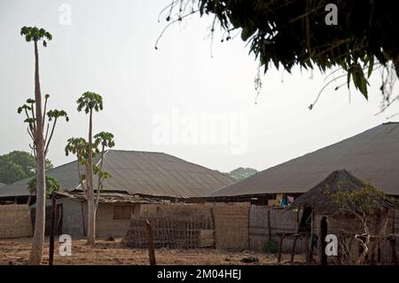 Zone rurale, Priame, région de Bafata, Guinée-Bissau - clôture soignée; route de boue bien entretenue; papaye; huttes de boue; Afrique Banque D'Images