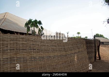 Zone rurale, Priame, région de Bafata, Guinée-Bissau - clôture soignée; route de boue bien entretenue; papaye; huttes de boue; Afrique Banque D'Images