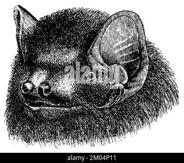 Batte de Noctule, tête, Nyctalus noctula, anonym (livre de zoologie, 1882), Großer Abendsegler, Kopf, commune de Noctule, tête Banque D'Images