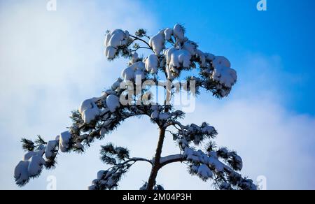 Vue de dessous de grands arbres enneigés, paines de bateau sur une journée d'hiver claire et givrée contre un ciel bleu. Banque D'Images