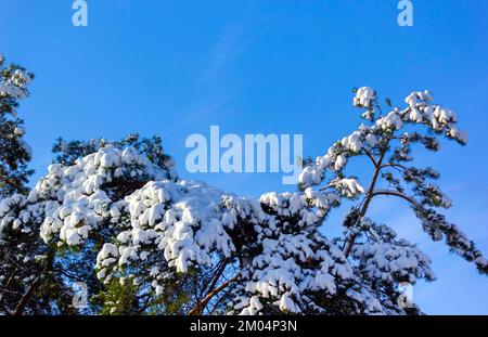 Vue de dessous de grands arbres enneigés, paines de bateau sur une journée d'hiver claire et givrée contre un ciel bleu. Banque D'Images