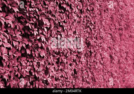 La texture d'un grand nombre de vignes vertes florissantes de lierre sauvage qui couvrent un mur de béton image tonifiée en Viva Magenta, couleur de l'année 2023 Banque D'Images