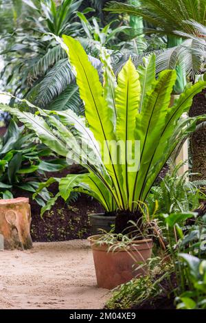 Plante de Fern dans le pot, placé dans la serre de jungle tropicale. Banque D'Images