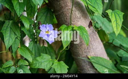 La fleur bleue de Gentiana sur le fond vert des feuilles. Banque D'Images