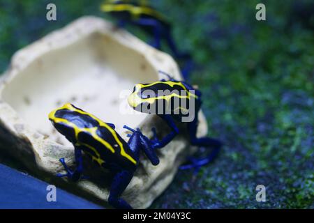 Grenouille jaune vif avec taches noires. Latin Phyllobates Bicolor. Banque D'Images