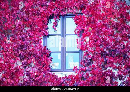 Une fenêtre bleue avec des fleurs rose vif autour Banque D'Images