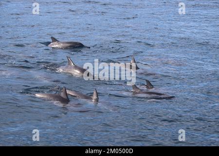 Un dauphin nageant dans un plan d'eau à Hawaï Banque D'Images