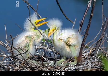 Grand aigreet (Ardea alba) poussins sur le nid dans la rookery à Wakodahatchee Wetlands, Floride, Etats-Unis. Banque D'Images