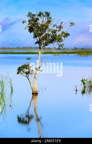 Anhinga (Anhinga anhinga) perchée dans un arbre au lac Apopka avec réflexion au lac, Floride, États-Unis. Banque D'Images