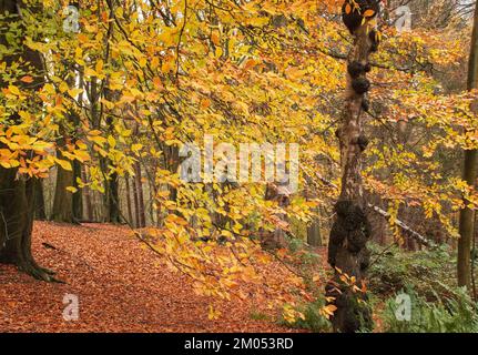 L'écran d'or de l'automne dans les bois naturels, à Spring Wood, Whalley, Lancashire Banque D'Images