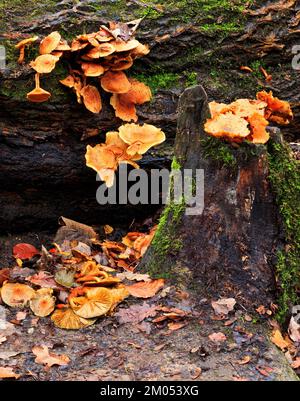 Champignons comme les champignons qui poussent à partir de la souche d'un arbre, à Spring Wood, Whalley. Lancashire Banque D'Images