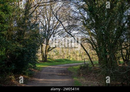 Maidenhead, Berkshire, Royaume-Uni. 1st février 2022. Le parcours de golf Maidenhead doit être inclus dans le plan local de réaménagement. Cala Homes a l'intention de construire plus de 2 000 maisons sur le site et les résidents locaux sont furieux à ce sujet. Le parcours de golf comprend une zone de forêt ancienne est un grand habitat de la faune pour toutes sortes de faune, y compris les cerfs, les blaireaux, les chauves-souris et les écureuils. Les habitants de la région mettent en place un plan pour essayer d'arrêter le réaménagement du parcours de golf de Maidenhead. Crédit : Maureen McLean/Alay Banque D'Images