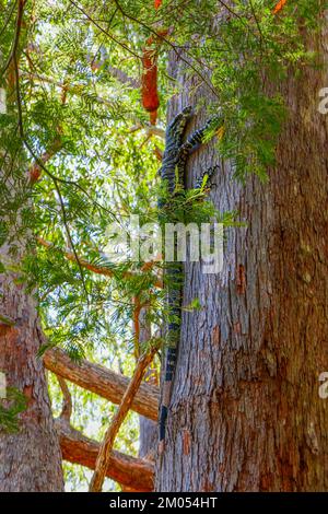 Un moniteur de dentelle australien Lizard grimpant un arbre Banque D'Images