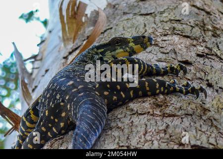 Un moniteur de dentelle australien Lizard grimpant un arbre Banque D'Images