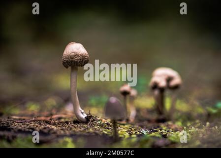 Champignons Faux champignon de miel dans une belle forêt d'automne.champignon sauvage sur la souche d'épinette. Temps d'automne dans la forêt. Banque D'Images