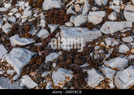 Cônes de PIN de Bristlecone, Pinus longaeva, sur le plancher de la forêt alpine de la forêt ancienne de pins de Bristlecone, forêt nationale d'Inyo, Californie, États-Unis Banque D'Images
