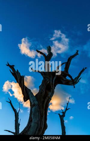PIN de Bristlecone mort et nuages de coucher de soleil dans l'ancienne forêt de pins de Bristlecone, forêt nationale d'Inyo, Californie, États-Unis Banque D'Images