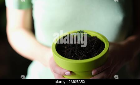 Femme tient dans les mains pot avec petite plante verte. Banque D'Images