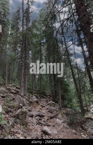 Weller Lake Trail, un chemin rocheux à travers une forêt de pins imposants et d'Aspen à Aspen, Colorado, États-Unis Banque D'Images