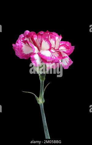 Carnation blanche avec bords magenta de pétales isolés sur fond noir Banque D'Images