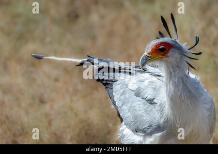 IMAGE D'UN OISEAU DE SECRÉTAIRE DE CHASSE. CET OISEAU AFRICAIN TRAVERSE LA SAVANNAH. SA HAUTEUR LUI PERMET DE RECHERCHER DES RONGEURS ET D'AUTRES PETITES PROIES. Banque D'Images