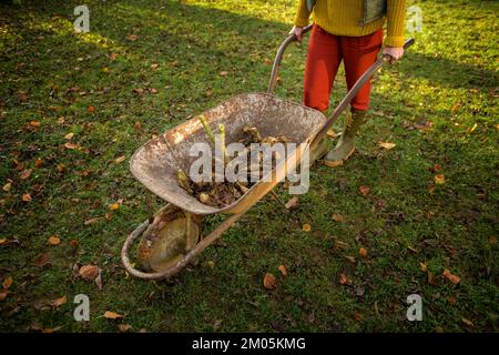 Femme poussant une brouette avec des tubercules dahlia fraîchement levés prêts à être lavés et préparés pour l'entreposage d'hiver. Emplois de jardinage d'automne. Hivernage Banque D'Images