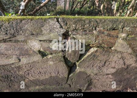 Travaux de maçonnerie murale endommagés sous le soleil d'hiver de l'après-midi. La pierre fissurée s'agrandit progressivement avec le temps. Espace de copie et espace PIP disponibles. Banque D'Images