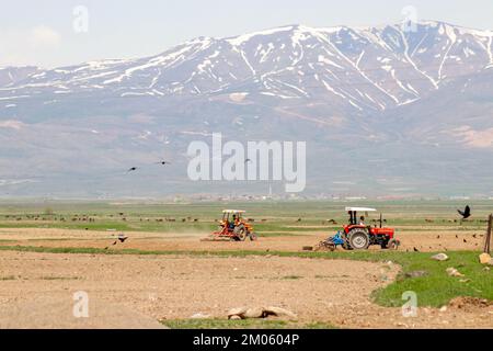 Vue à distance d'un agriculteur sur un tracteur avec un cultivateur travaillant dans le champ, en éliminant l'écorce, en aérant le sol et en enlevant les jeunes mauvaises herbes. Banque D'Images