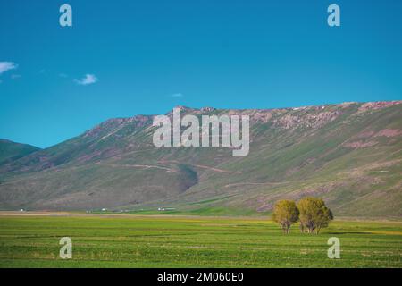 Un arbre a une vue large et de l'herbe verte. Montagne verte au printemps. Erzurum, Turquie Banque D'Images