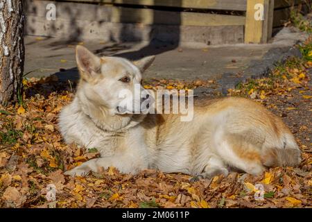 Mignon chien errant avec fourrure dorée sur le sol dans des feuilles d'automne sèches Banque D'Images
