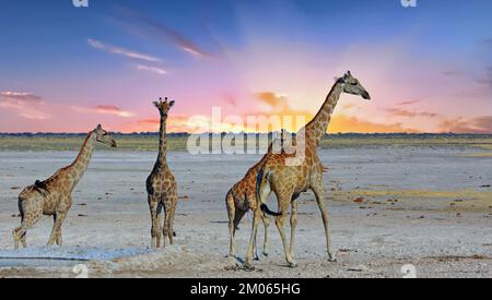 Une tour de girafe debout sur les plaines sèches ouvertes contre un ciel de coucher de soleil dans le parc national d'Etosha, Namibie, Afrique, Banque D'Images