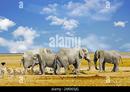 Petit troupeau d'éléphants de taureau à côté d'un petit trou d'eau entouré de petites antilopes de Springbok contre un ciel bleu nuageux à Etosha, en Namibie Banque D'Images