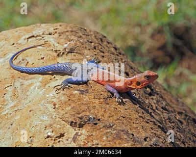 Bains de soleil adulte mâle à tête rouge Agama Lizard (Agama agama) dans des couleurs vives de reproduction sur la roche volcanique de la région du Grand Mara Kenya, Afrique Banque D'Images