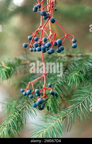 Grappes mûres de raisins rouges sur la vigne dans la forêt sur le fond des branches de pin. Banque D'Images