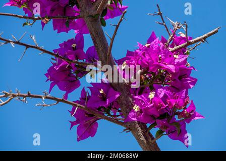 Bougainvilliers glabra fleurs à Sydney, Nouvelle-Galles du Sud, Australie (photo de Tara Chand Malhotra) Banque D'Images