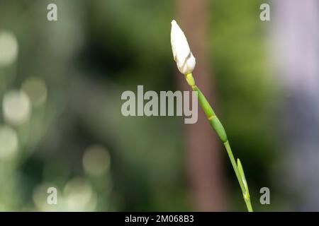Bourgeon d'un jaune pâle et crémeux avec des taches marron foncé d'un dietes bicolore à Sydney, Nouvelle-Galles du Sud, Australie (photo de Tara Chand Malhotra) Banque D'Images