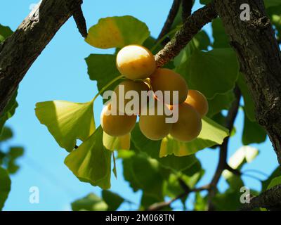 Le ginkgo (Ginkgo biloba) laisse et fruit à la fin de l'été. Banque D'Images