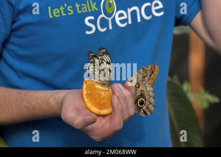 Hibou (genre Caligo) et papillon à nymphe d'arbre (idée leuconoe) sur un segment orange dans la main d'une personne au salon annuel des papillons de biologie, Carleton U. Banque D'Images