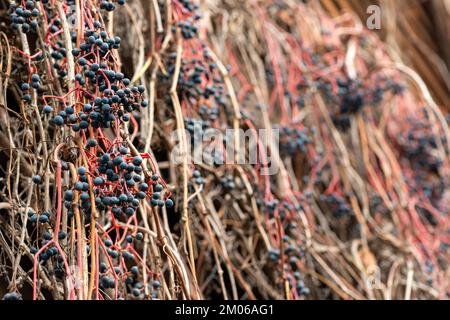 Des grappes de raisins rouges sauvages parmi des vignes sèches serpentant le long du mur Banque D'Images