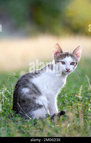 Un joli petit chat repose sur une herbe verte. Banque D'Images