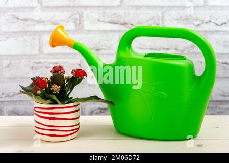 Maison de Kalanchoe avec fleurs rouges dans un pot décoratif et arrosoir vert sur une table en bois. Mise au point sélective. Banque D'Images