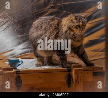 Chat brun tabby avec longue queue poilue et fond argenté clair Banque D'Images