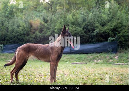 Magnifique chien de berger belge malinois de race pure debout dans l'herbe verte. Banque D'Images