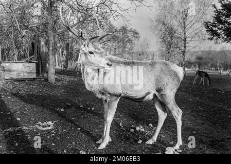 Photographie noir et blanc de cerf rouge mâle Banque D'Images