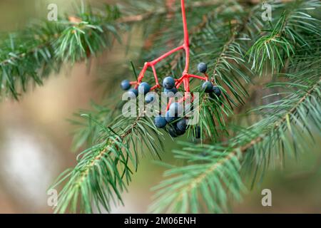 Petits pains de raisins sauvages mûrs dans des sapins en gros plan Banque D'Images