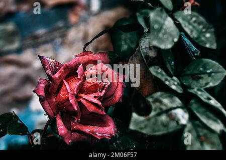 Rosa avec son eau tombe la première chose dans le matin Banque D'Images