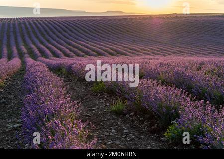 Un grand champ de lavande à l'aube. La lumière du soleil frappe la lavande. Le concept de l'aromathérapie, l'huile de lavande, photo shoot dans la lavande. Banque D'Images